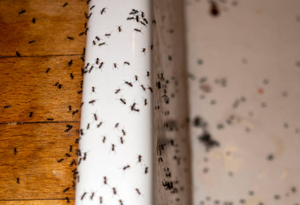 Best Emergency Pest Control  in Homestead, PA